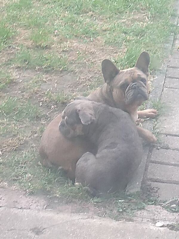 French Bulldog puppies for sale in South Ockendon, Essex – 16 years old - Image 6 of 7