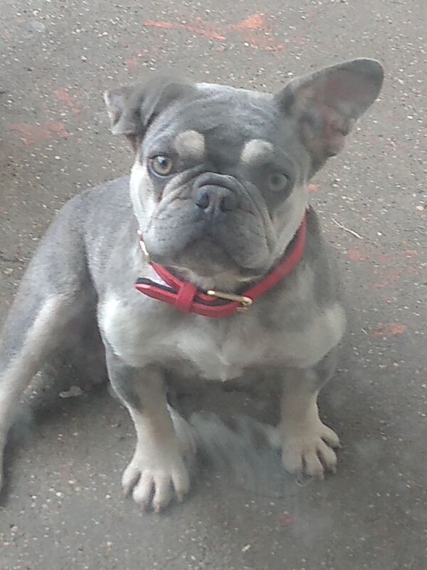 French Bulldog puppies for sale in South Ockendon, Essex – 16 years old - Image 7 of 7