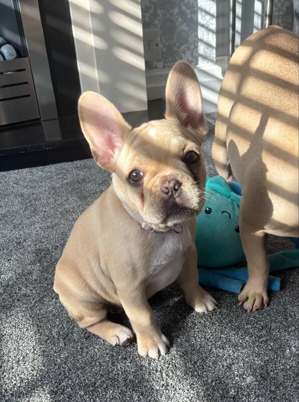 French bulldog girl for sale in Mapplewell, South Yorkshire | Image 3