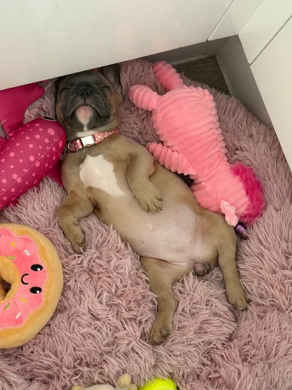 French Bulldog puppies for sale in Harlow, Essex – KC registered, 11 weeks old