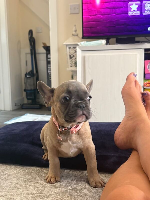 French Bulldog puppies for sale in Harlow, Essex – KC registered, 11 weeks old - Image 2 of 3