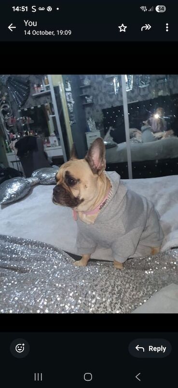 French bulldog girl - Image 2 of 3