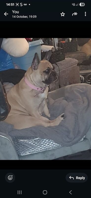 French bulldog girl - Image 3 of 3