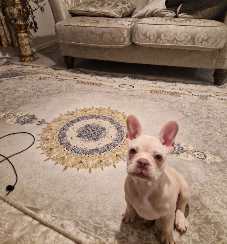 French bulldog girl - Image 2 of 4