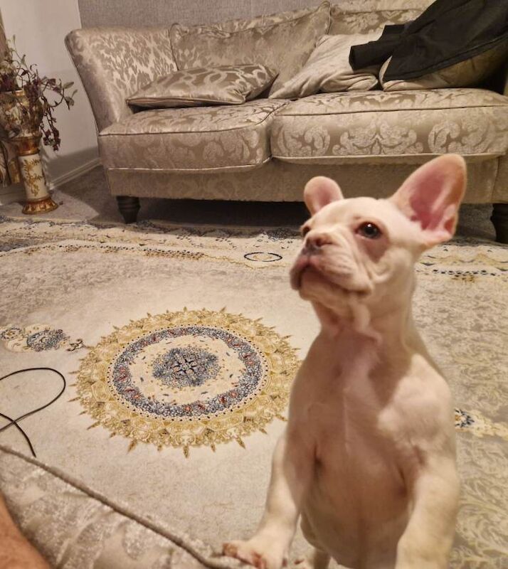 French bulldog girl - Image 3 of 4