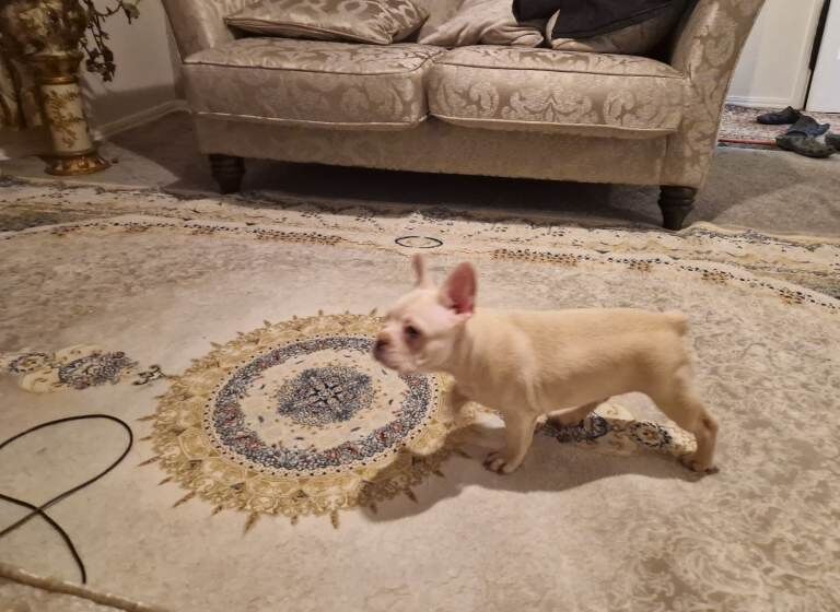 French bulldog girl - Image 4 of 4