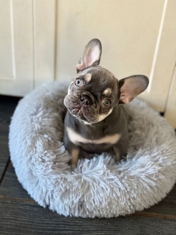 French Bulldog puppies for sale in Halifax, West Yorkshire – 3 months old - Image 4 of 4