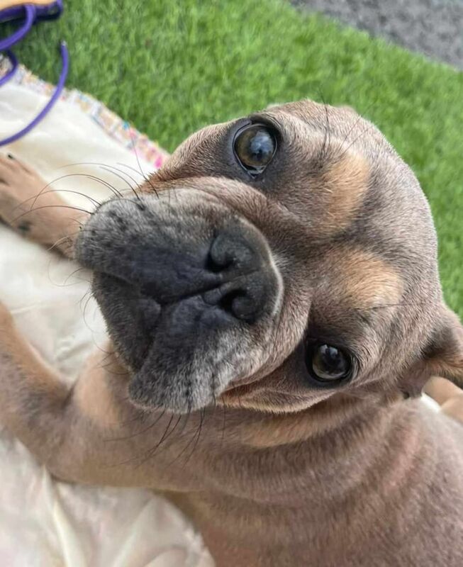 French Bulldog puppies for sale in Coalville, Leicestershire – KC registered, 1 year old