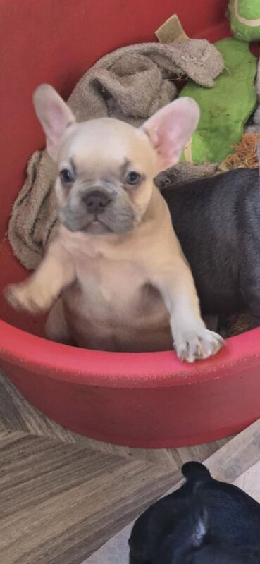 French Bulldog puppies for sale in Corby, Northamptonshire – 8 weeks old