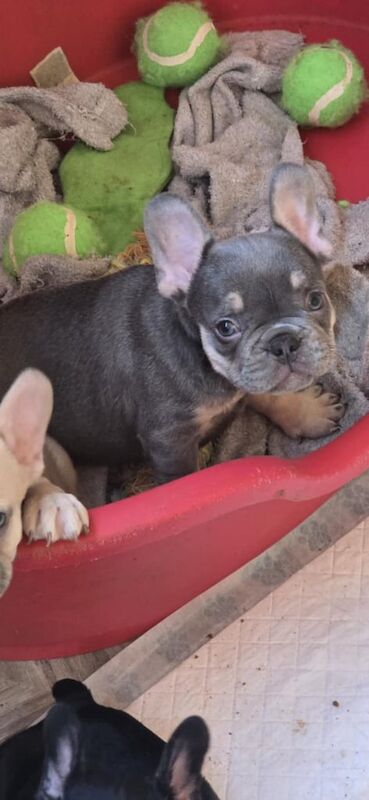 French Bulldog puppies for sale in Corby, Northamptonshire – 8 weeks old - Image 2 of 3