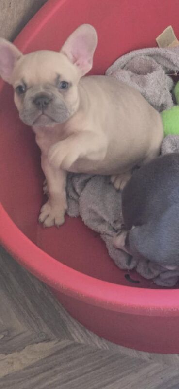 French Bulldog puppies for sale in Corby, Northamptonshire – 8 weeks old - Image 3 of 3