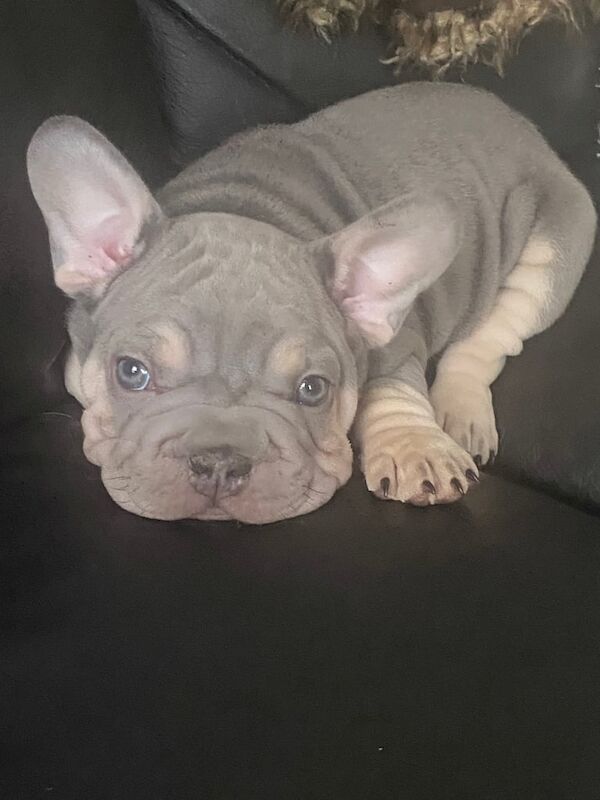French Bulldog puppies for sale in Kentish Town, Greater London – 7 weeks old
