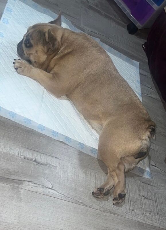 French bulldog kc female for sale in Northfield, West Midlands - Image 2
