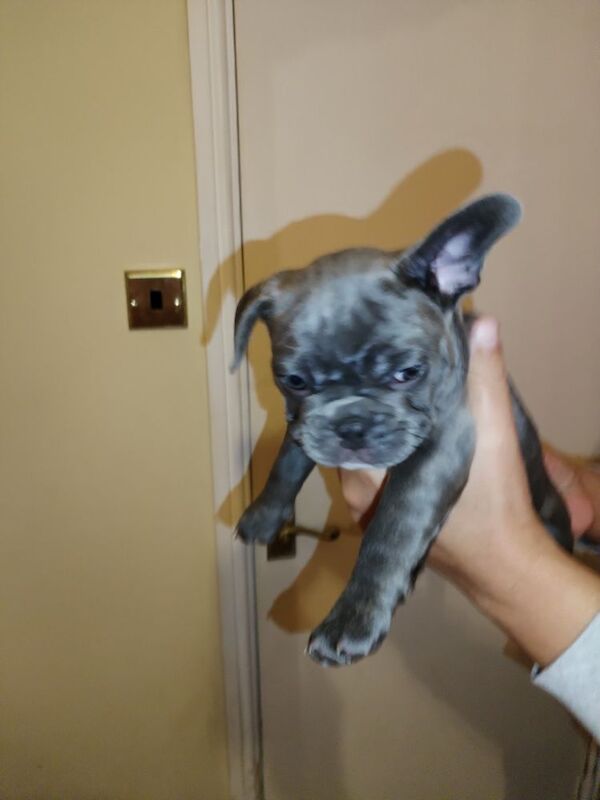 Reduced French bulldog KC reg for sale in Warwickshire | Image 2