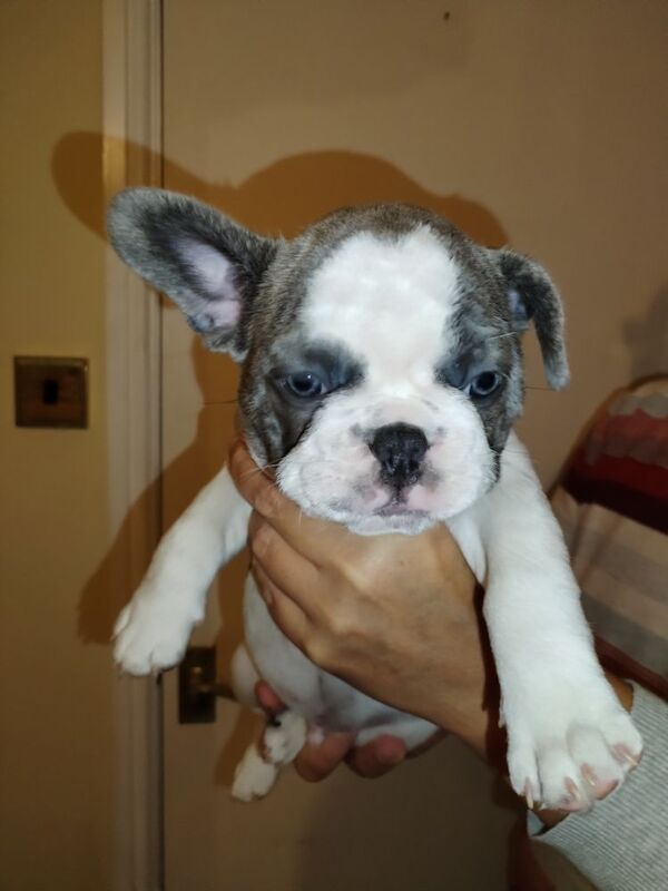 Reduced French bulldog KC reg for sale in Warwickshire | Image 3