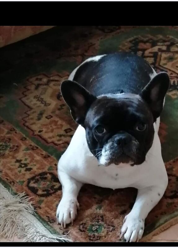 French Bulldog puppies for sale in Warwickshire – KC registered, 9 months old - Image 4 of 13