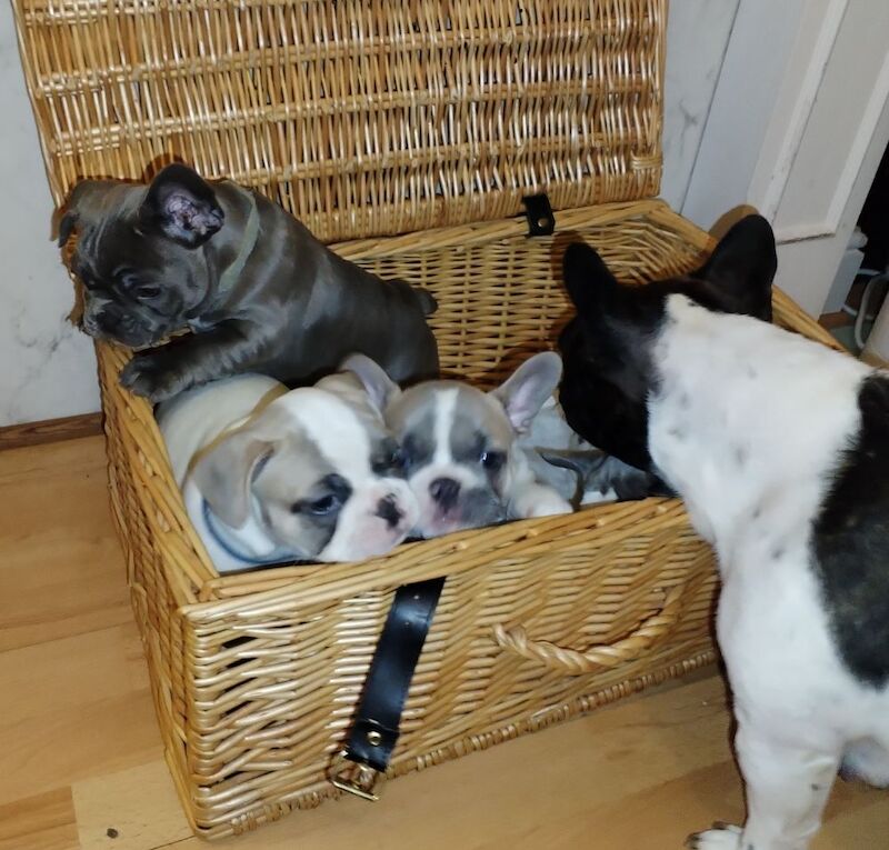 French Bulldog puppies for sale in Warwickshire – KC registered, 9 months old - Image 5 of 13