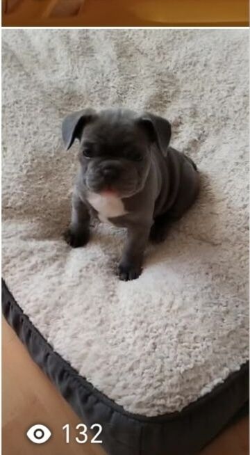 French Bulldog puppies for sale in Warwickshire – KC registered, 9 months old - Image 6 of 13