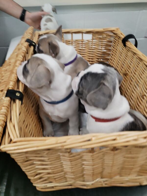 French Bulldog puppies for sale in Warwickshire – KC registered, 9 months old - Image 7 of 13