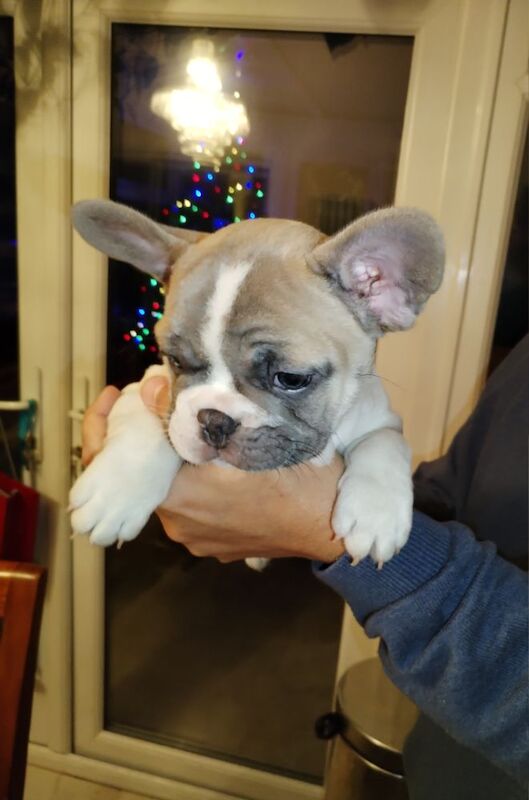 French Bulldog puppies for sale in Warwickshire – KC registered, 9 months old - Image 9 of 13