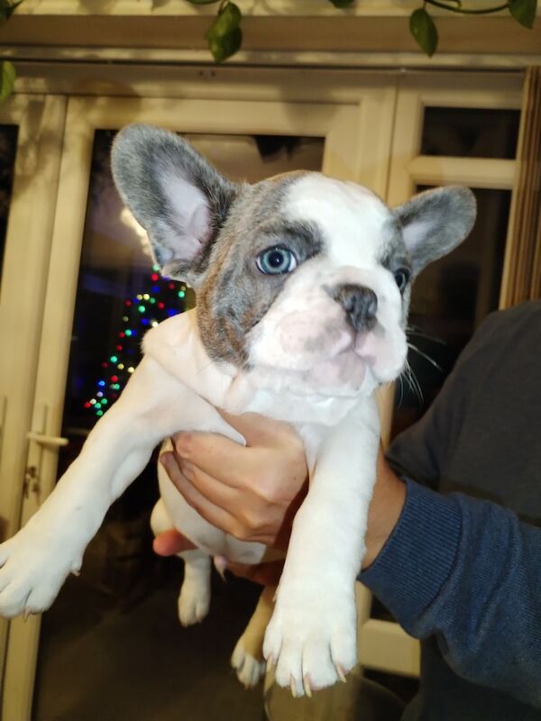 French Bulldog puppies for sale in Warwickshire – KC registered, 9 months old - Image 11 of 13