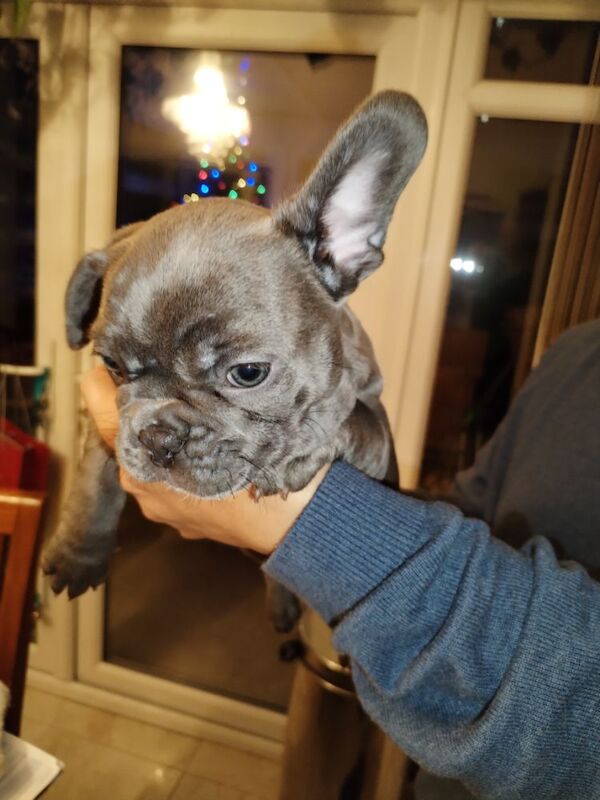 French Bulldog puppies for sale in Warwickshire – KC registered, 9 months old - Image 13 of 13