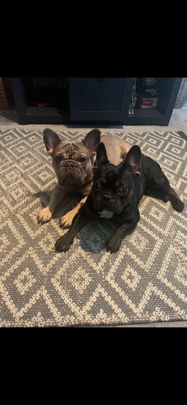 French Bulldog puppies for sale in Islington, Greater London – KC registered, 3 years old