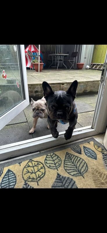 French Bulldog puppies for sale in Islington, Greater London – KC registered, 3 years old - Image 2 of 3