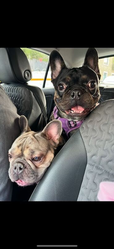 French Bulldog puppies for sale in Islington, Greater London – KC registered, 3 years old - Image 3 of 3