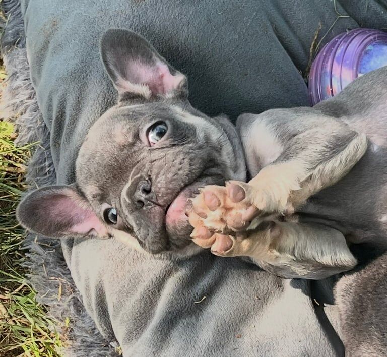 French Bulldog puppies for sale in Chorleywood, Hertfordshire – KC registered, 9 weeks old