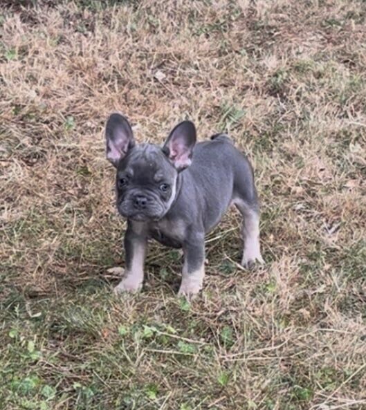 French Bulldog puppies for sale in Chorleywood, Hertfordshire – KC registered, 3 months old - Image 2 of 3