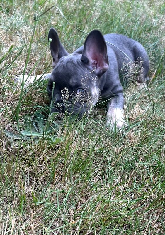 French Bulldog puppies for sale in Chorleywood, Hertfordshire – KC registered, 3 months old - Image 3 of 3