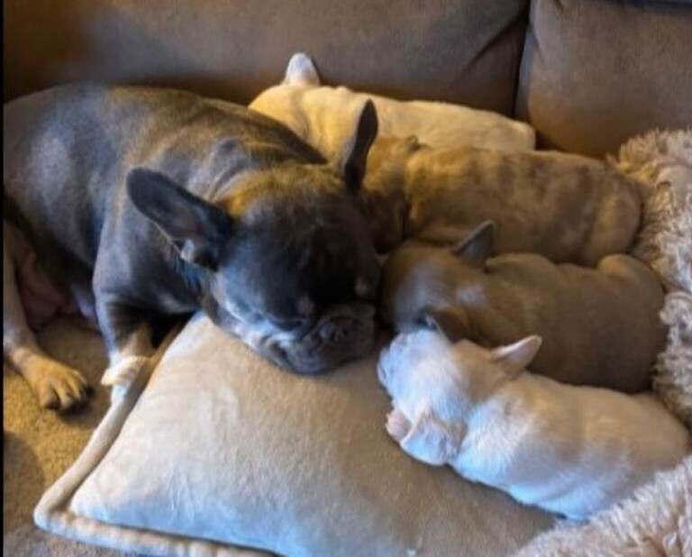 French bulldog lakeland cross terrier