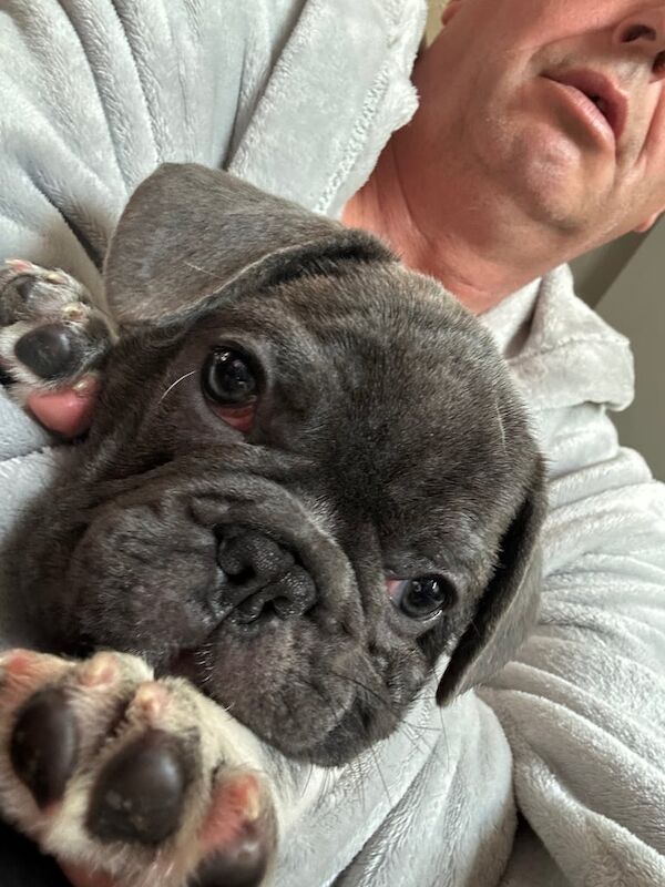 French Bulldog puppies for sale in Norwich, Norfolk – 11 weeks old