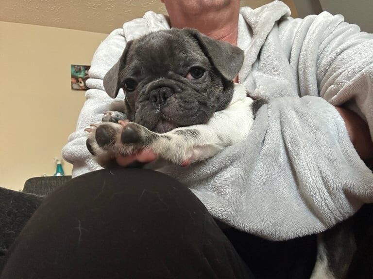 French Bulldog puppies for sale in Norwich, Norfolk – 11 weeks old - Image 2 of 3