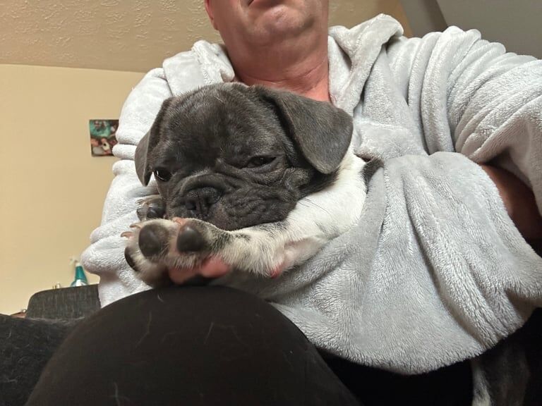 French Bulldog puppies for sale in Norwich, Norfolk – 11 weeks old - Image 3 of 3