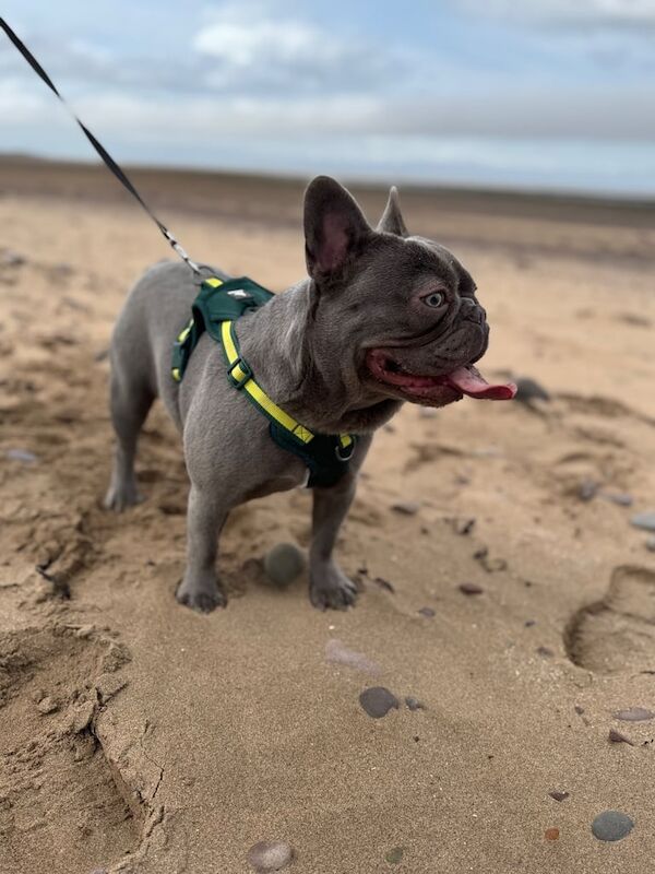 French Bulldog puppies for sale in Wiveliscombe, Somerset – 10 months old