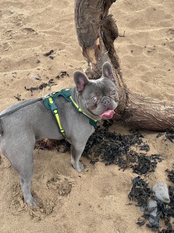 French Bulldog puppies for sale in Wiveliscombe, Somerset – 10 months old - Image 2 of 3