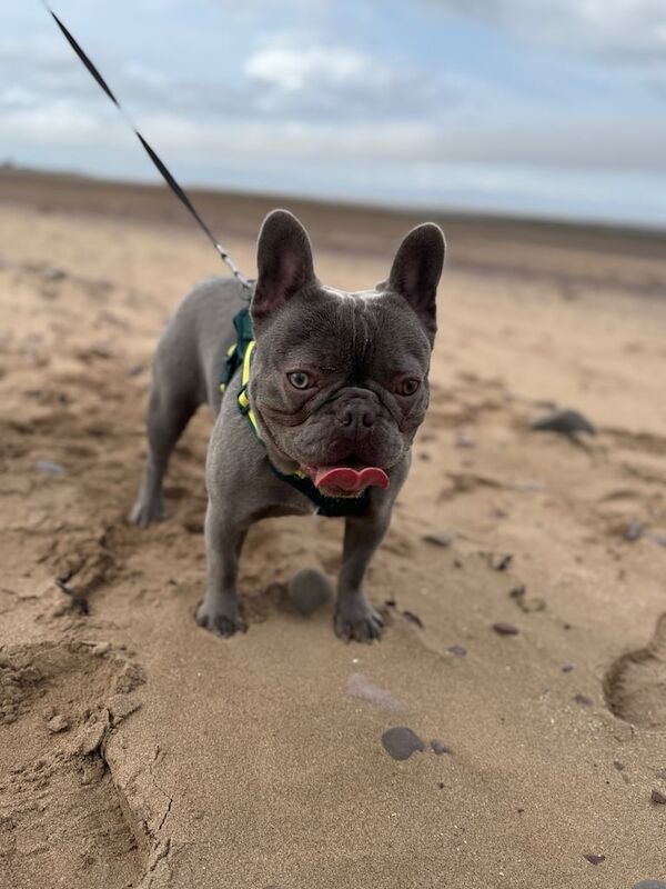 French Bulldog puppies for sale in Wiveliscombe, Somerset – 10 months old - Image 3 of 3