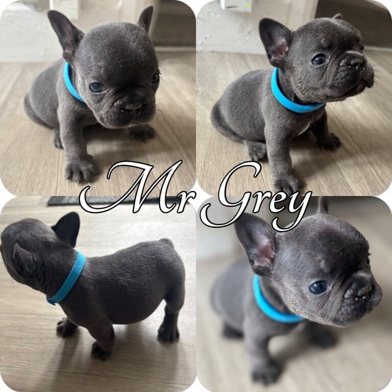 French Bulldog puppies for sale in Bowdon, Greater Manchester – 5 weeks old