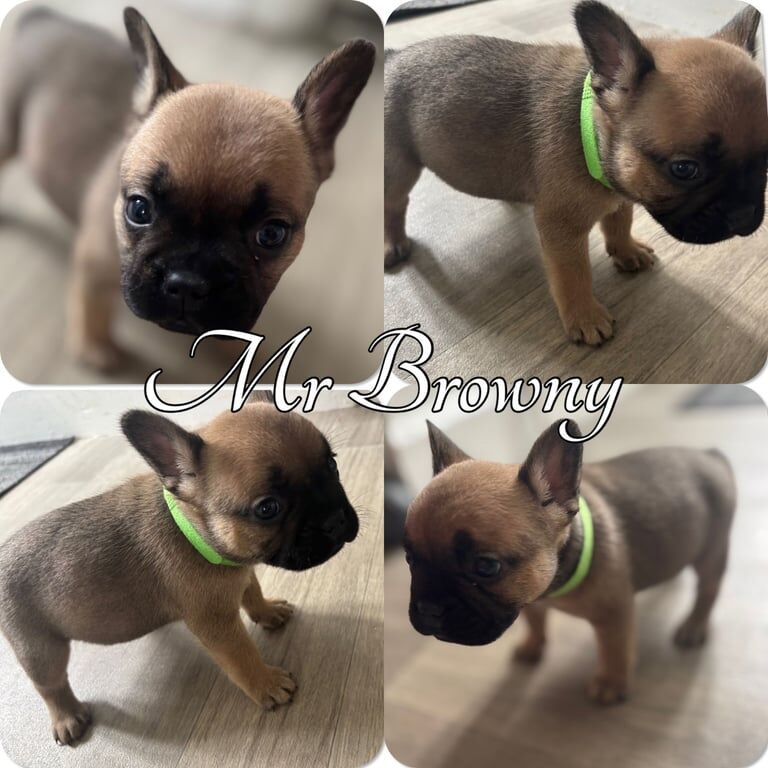 French Bulldog puppies for sale in Bowdon, Greater Manchester – 5 weeks old - Image 2 of 3