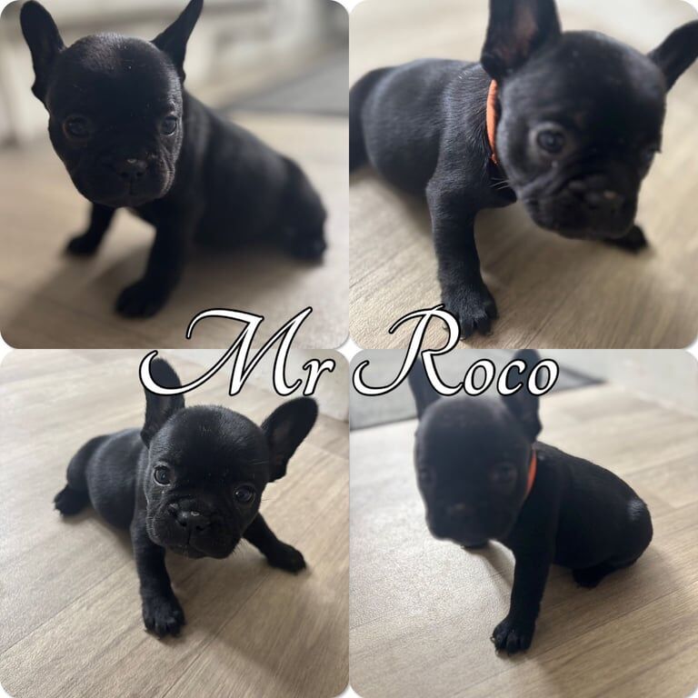French Bulldog puppies for sale in Bowdon, Greater Manchester – 5 weeks old - Image 3 of 3