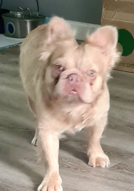 French bulldog long hair male