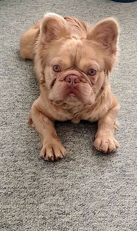 French bulldog long hair male - Image 3 of 5