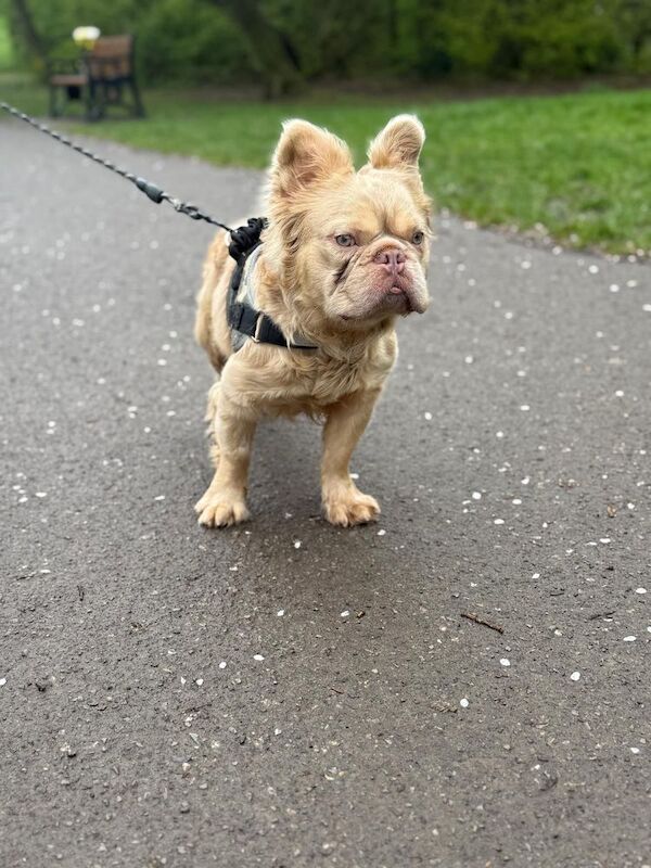 French bulldog long hair male - Image 4 of 5