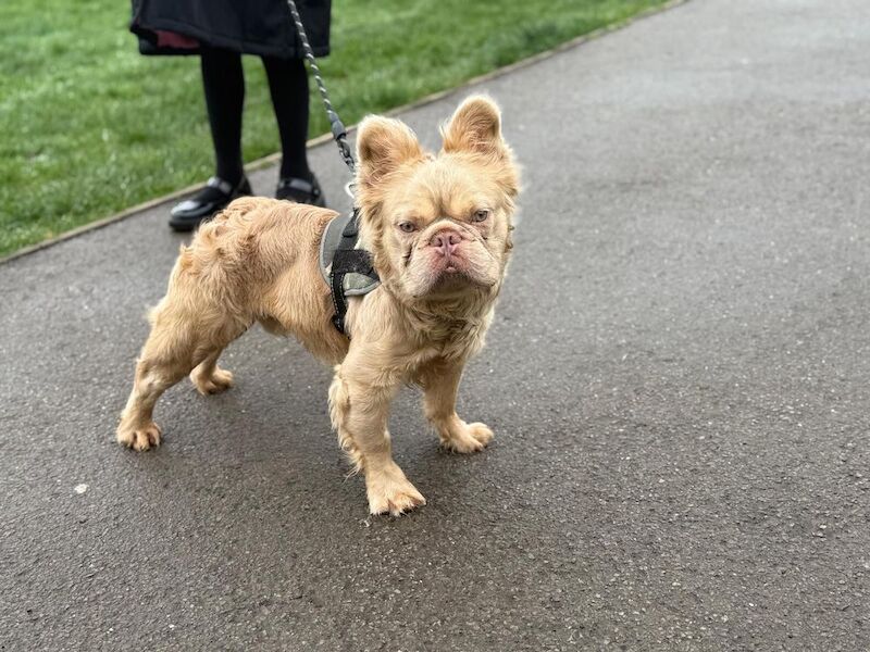 French bulldog long hair male - Image 5 of 5