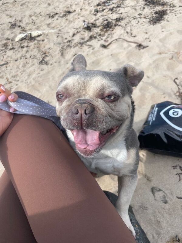 French bulldog looking for a good home