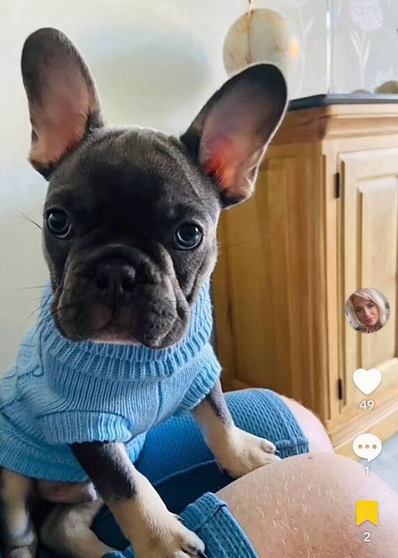French Bulldog puppies for sale in Carluke, Lanarkshire – 2 years old