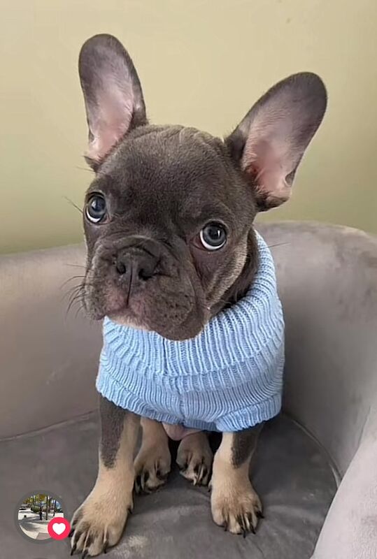 French Bulldog puppies for sale in Carluke, Lanarkshire – 2 years old - Image 2 of 3