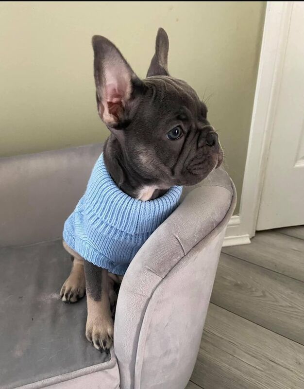 French Bulldog puppies for sale in Carluke, Lanarkshire – 2 years old - Image 3 of 3